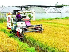 <strong>村冬闲时节便完成水田深翻</strong>